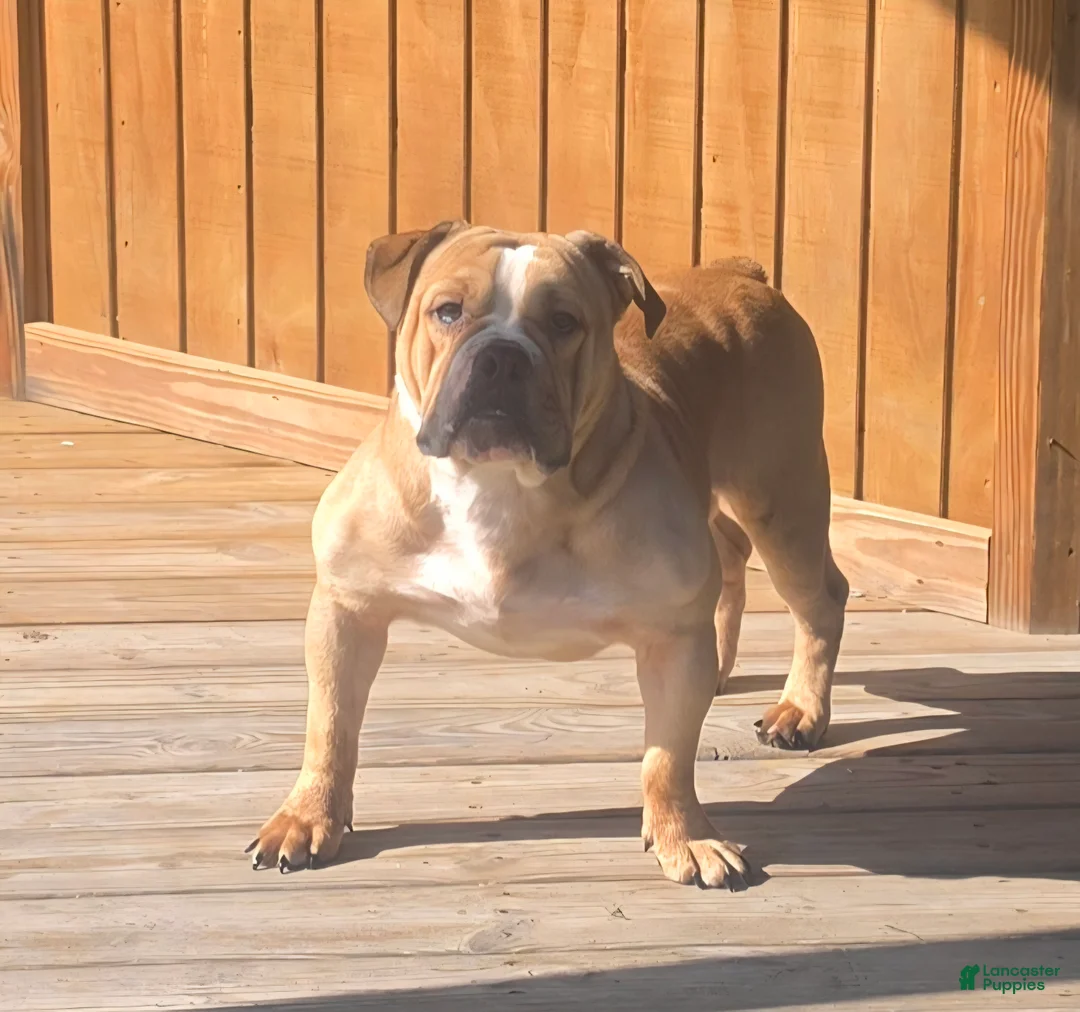 Olde English Bulldogge dogs for sale: Quinnlan - Ad 1
