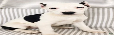 Zena