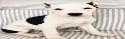 American Pit Bull Terrier dogs for sale: Zena - Ad 1