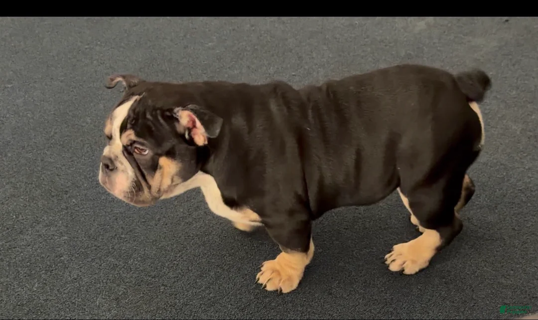 American Bully dogs for sale: Skunky  - Ad 1