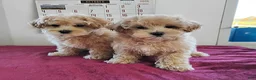 Maltipoo dogs for sale: Brittany - Ad 6
