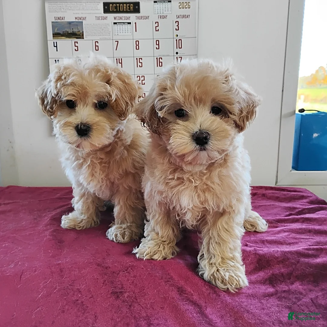 Maltipoo dogs for sale: Brittany - Ad 6