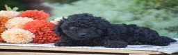 Toy Poodle dogs for sale: Bear - Ad 4