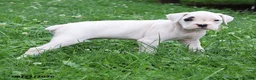Boxer dogs for sale: Quinton - Ad 5