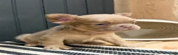 French Bulldog dogs for sale: Cinnamon - Ad 13