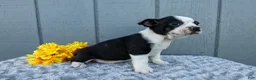 Mixed Breed dogs for sale: Stormie - Ad 2