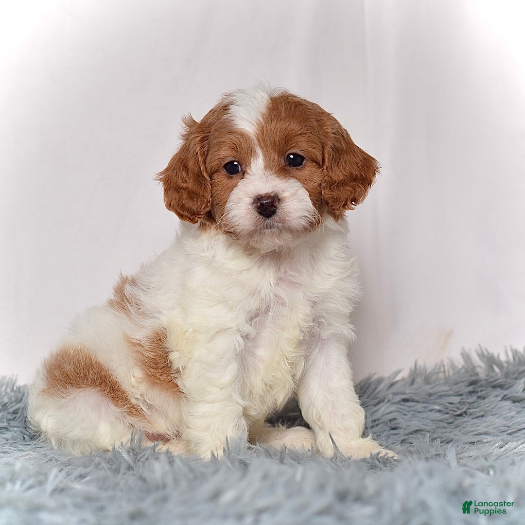 Cavapoo dogs for sale: Mr. Lenny - Ad 1