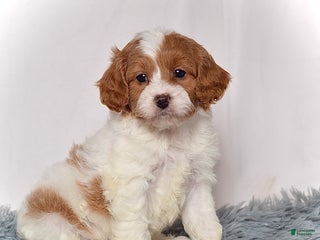 Cavapoo dogs Mr. Lenny - Ad 7