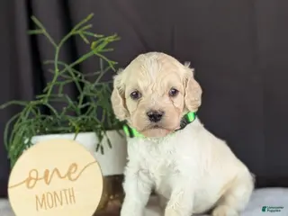 Cockapoo dogs for sale: Alfie - Ad 2