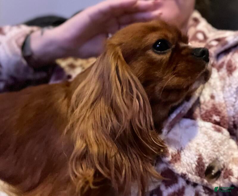 Cavalier King Charles Spaniel dogs for stud: RUBY Cavalier King Charles Spaniel STUD SERVICE - Ad 3