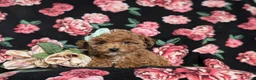 Toy Poodle dogs for sale: Brooklyn  - Ad 6