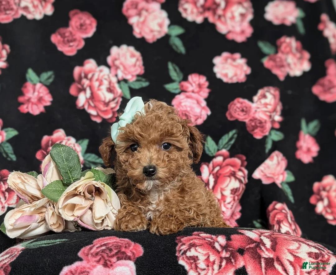 Toy Poodle dogs for sale: Brooklyn  - Ad 6