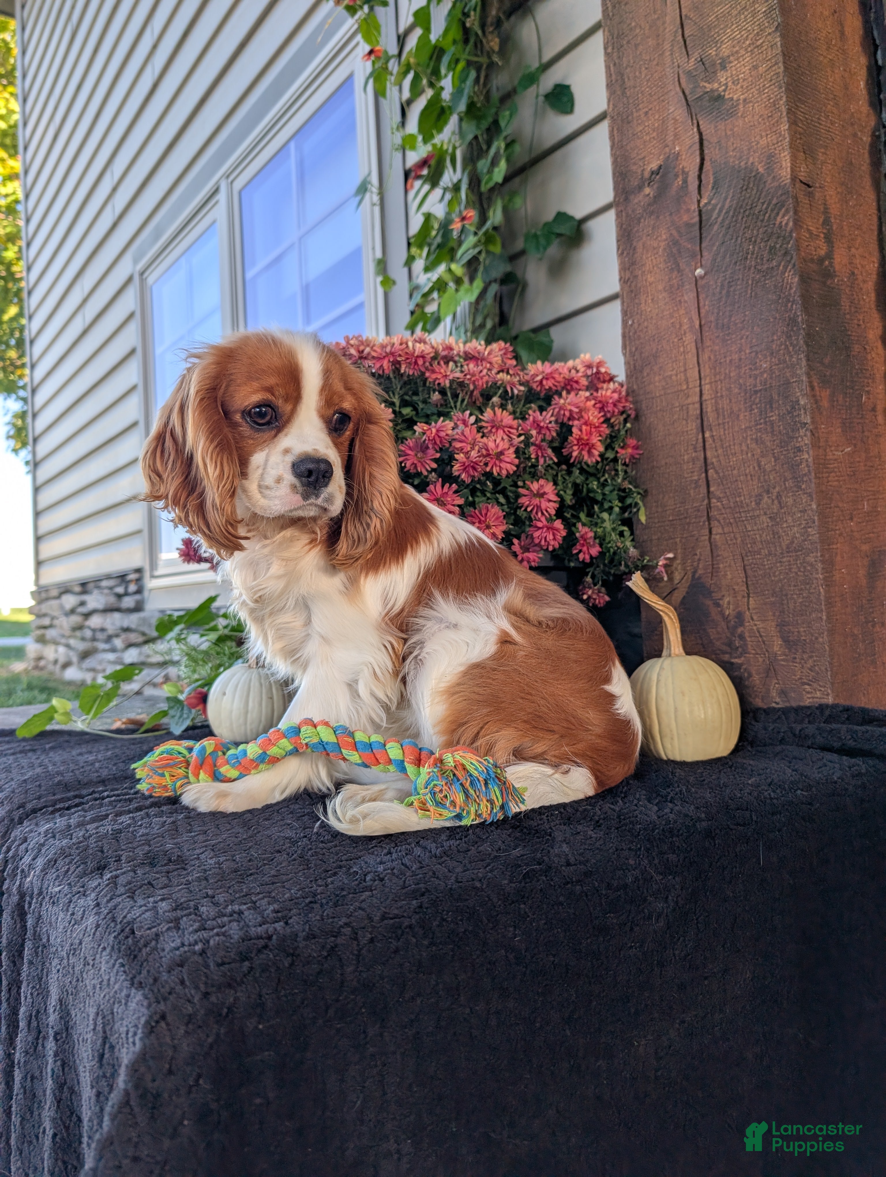 Cavalier King Charles Spaniel dogs Bingo  - Ad 2