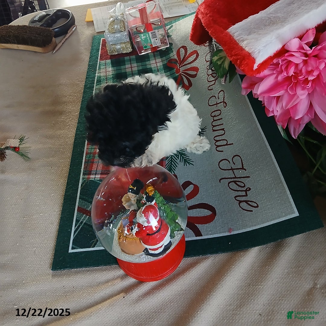 Miniature Poodle dogs for sale: Hadassah - Ad 2