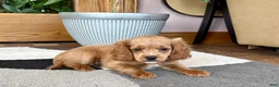 Mixed Breed dogs for sale: Cockapoo/Cavapoo female 2  - Ad 2