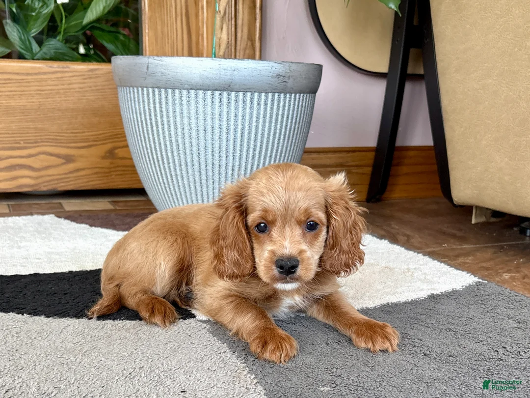 Mixed Breed dogs for sale: Cockapoo/Cavapoo female 2  - Ad 2