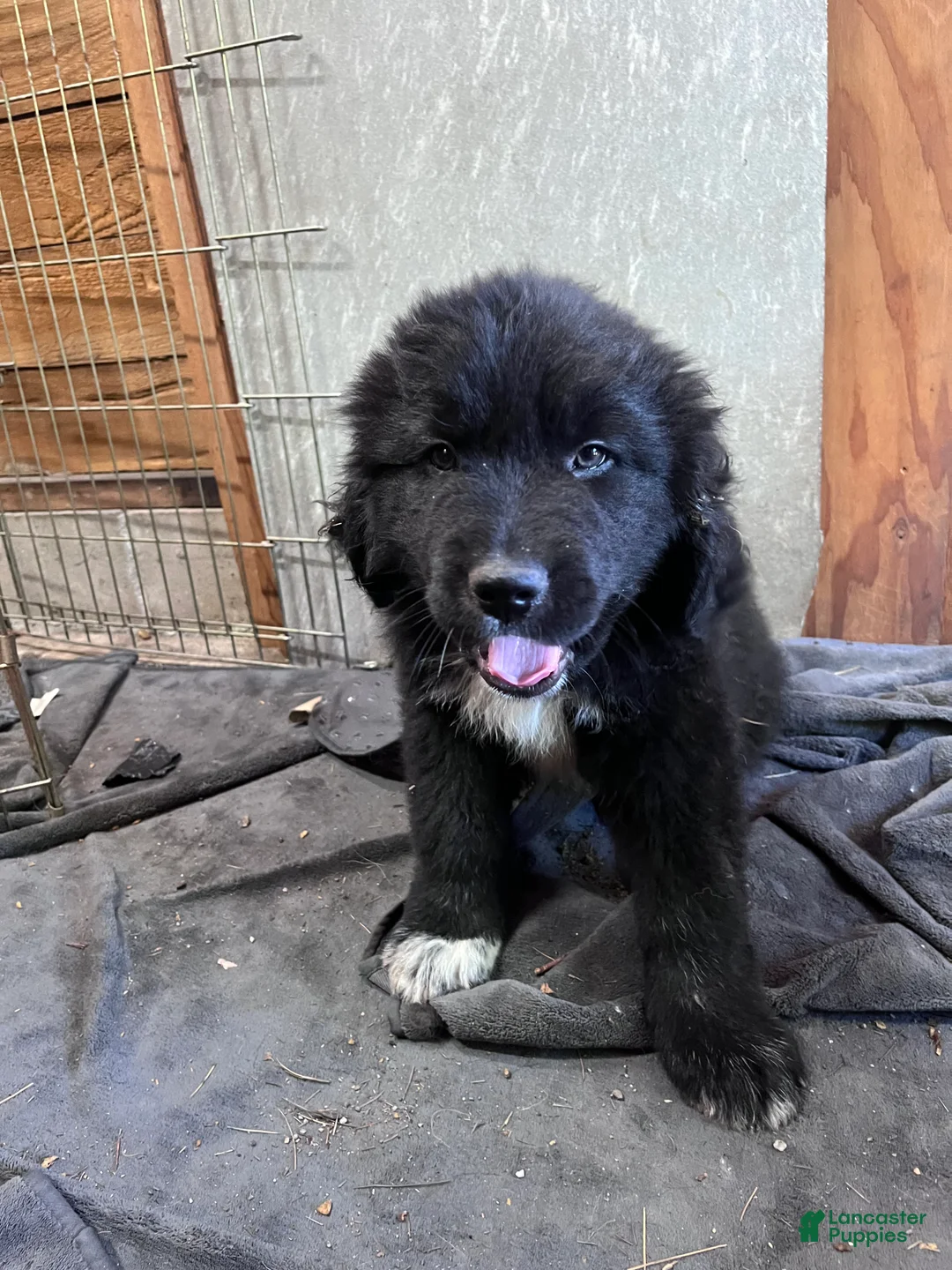 Mixed Breed dogs for sale: Mixed Breed Puppy 2 - Ad 2