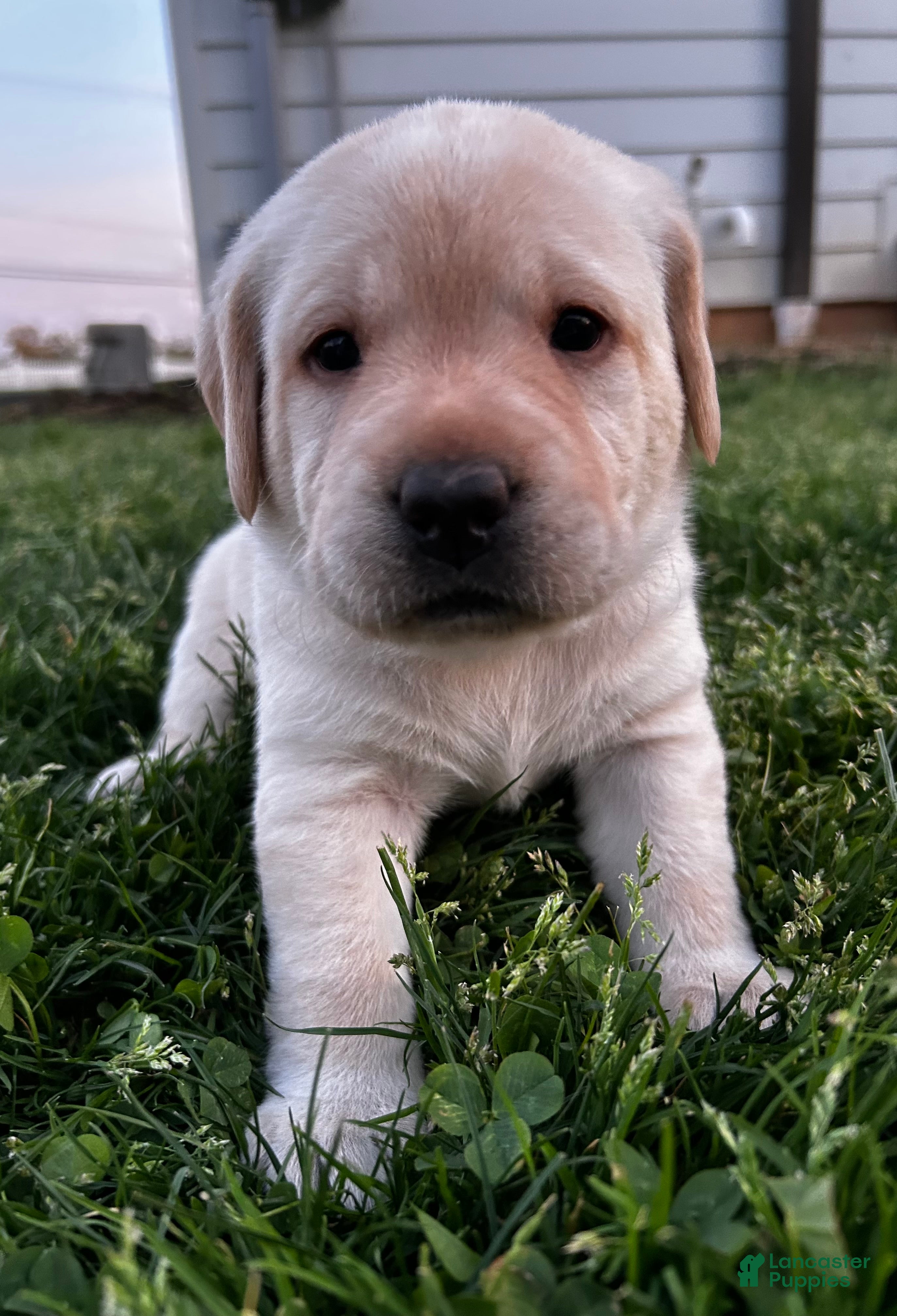 Labrador Retriever dogs Sylvie - Ad 10
