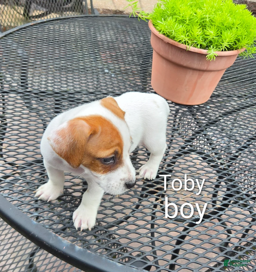 Jack Russell Terrier dogs for sale: Jack Russell Terrier 1 - Ad 2