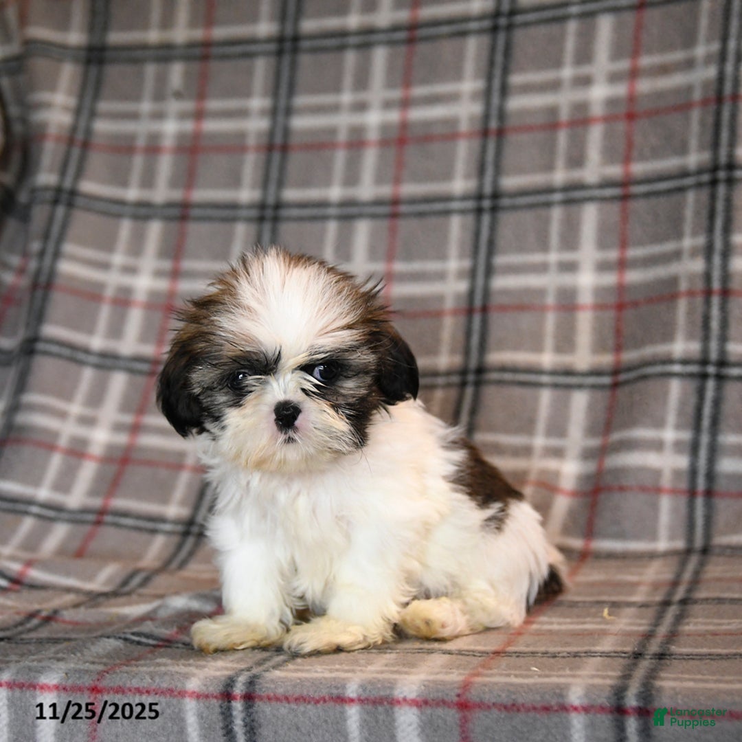 Shih Tzu dogs for sale: Cheyenne - Ad 3