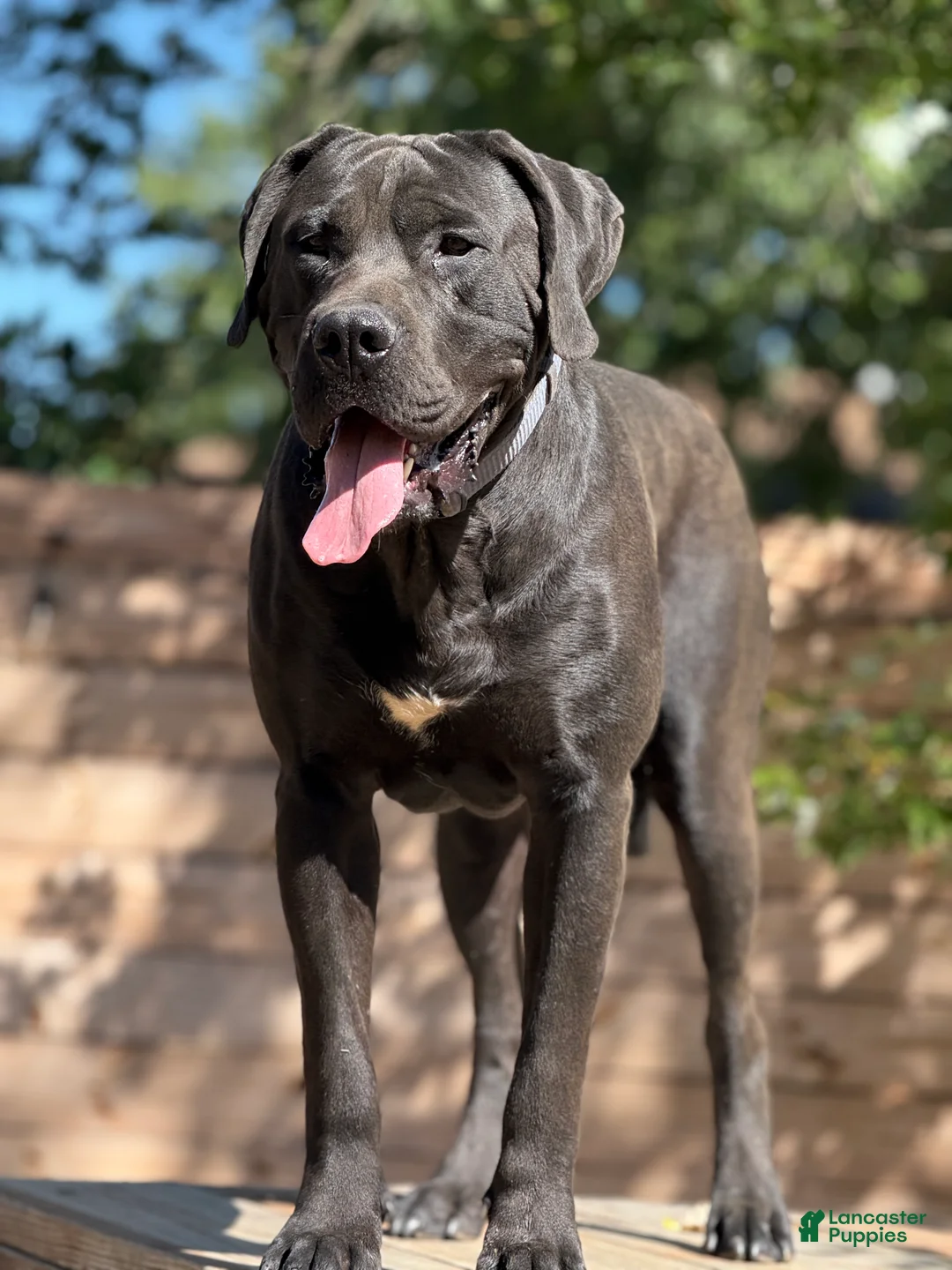 Mixed Breed dogs for sale: Grey Collar Male - Ad 8