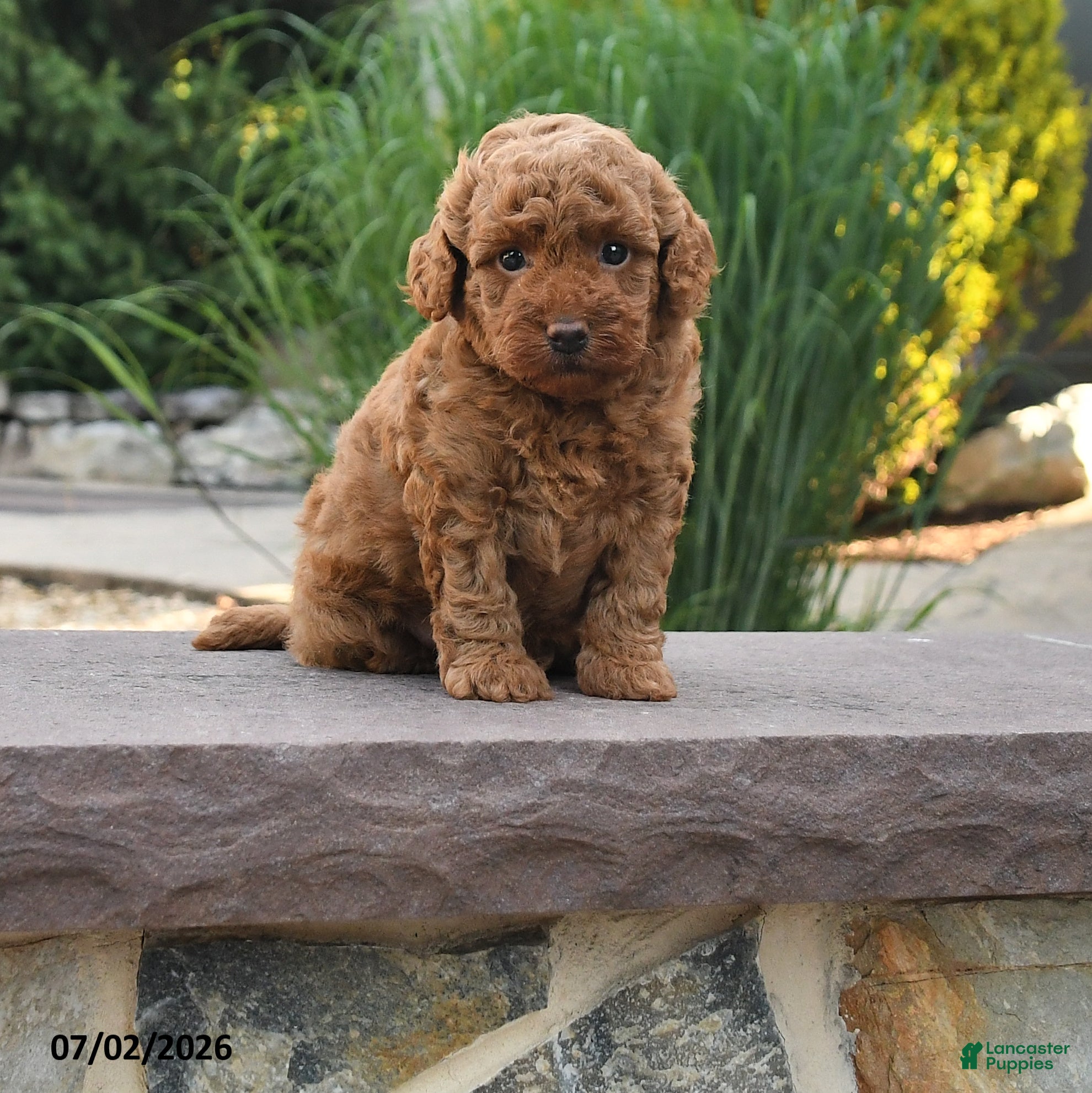 Toy Poodle dogs Ginger - Ad 1