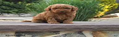 Ginger