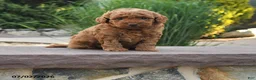Toy Poodle dogs for sale: Ginger - Ad 1