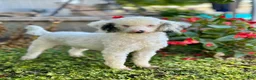 Mini Bernedoodle dogs for sale: Comet - Ad 11
