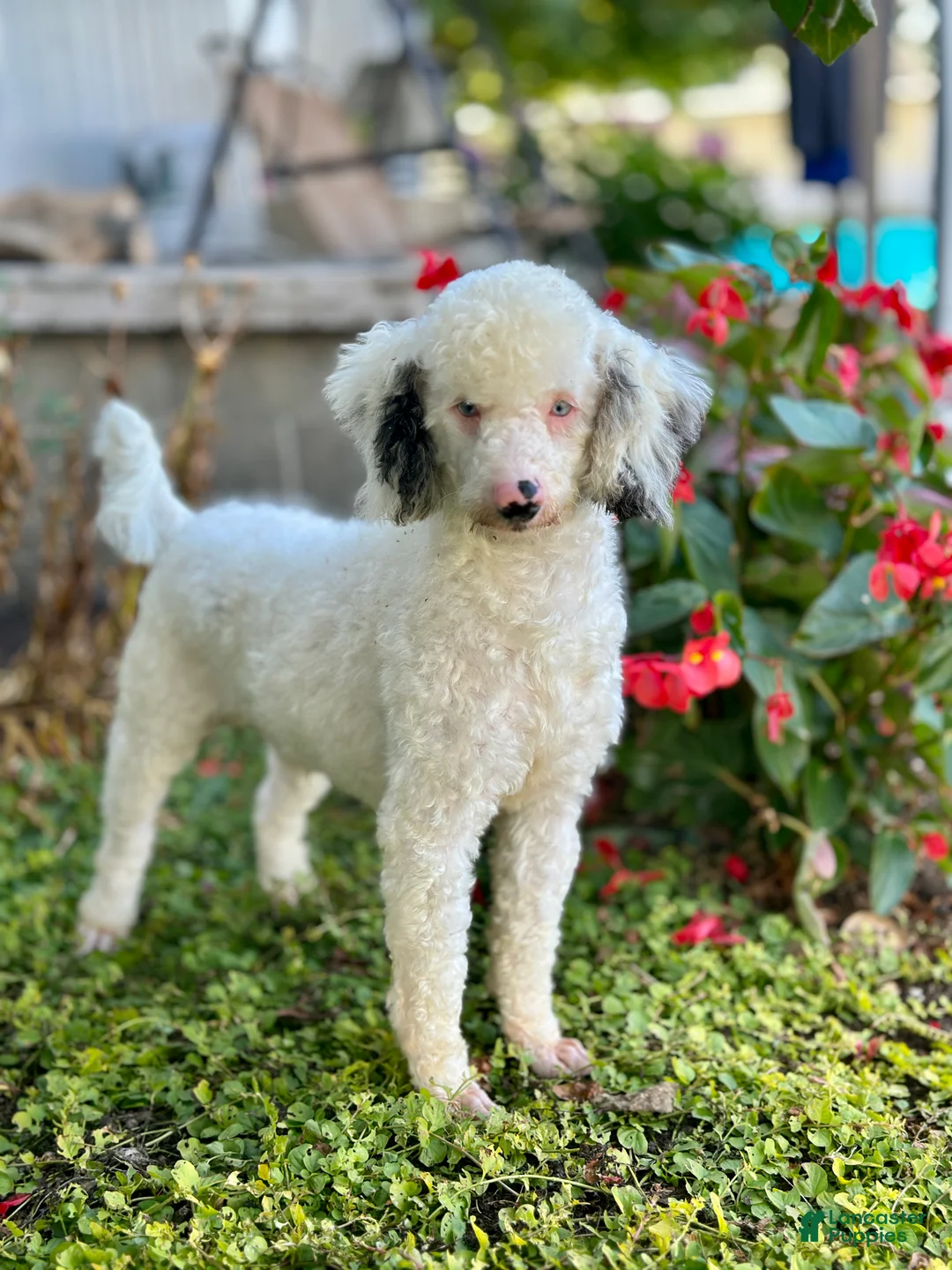 Mini Bernedoodle dogs for sale: Comet - Ad 11