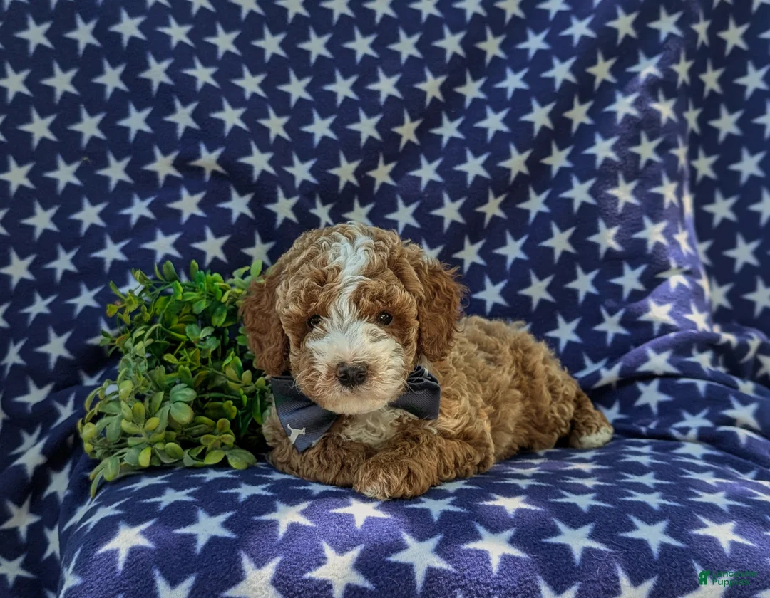 Miniature Poodle dogs for sale: Remy - Ad 5