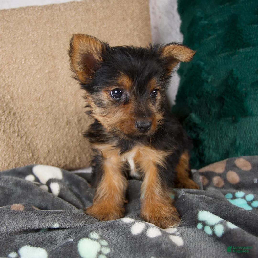 Yorkshire Terrier dogs for sale: Gail - Ad 3
