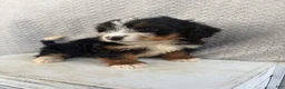 Mini Bernedoodle dogs for sale: Summer - Ad 5
