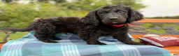 Mixed Breed dogs for sale: Frost (Boy) - Ad 4