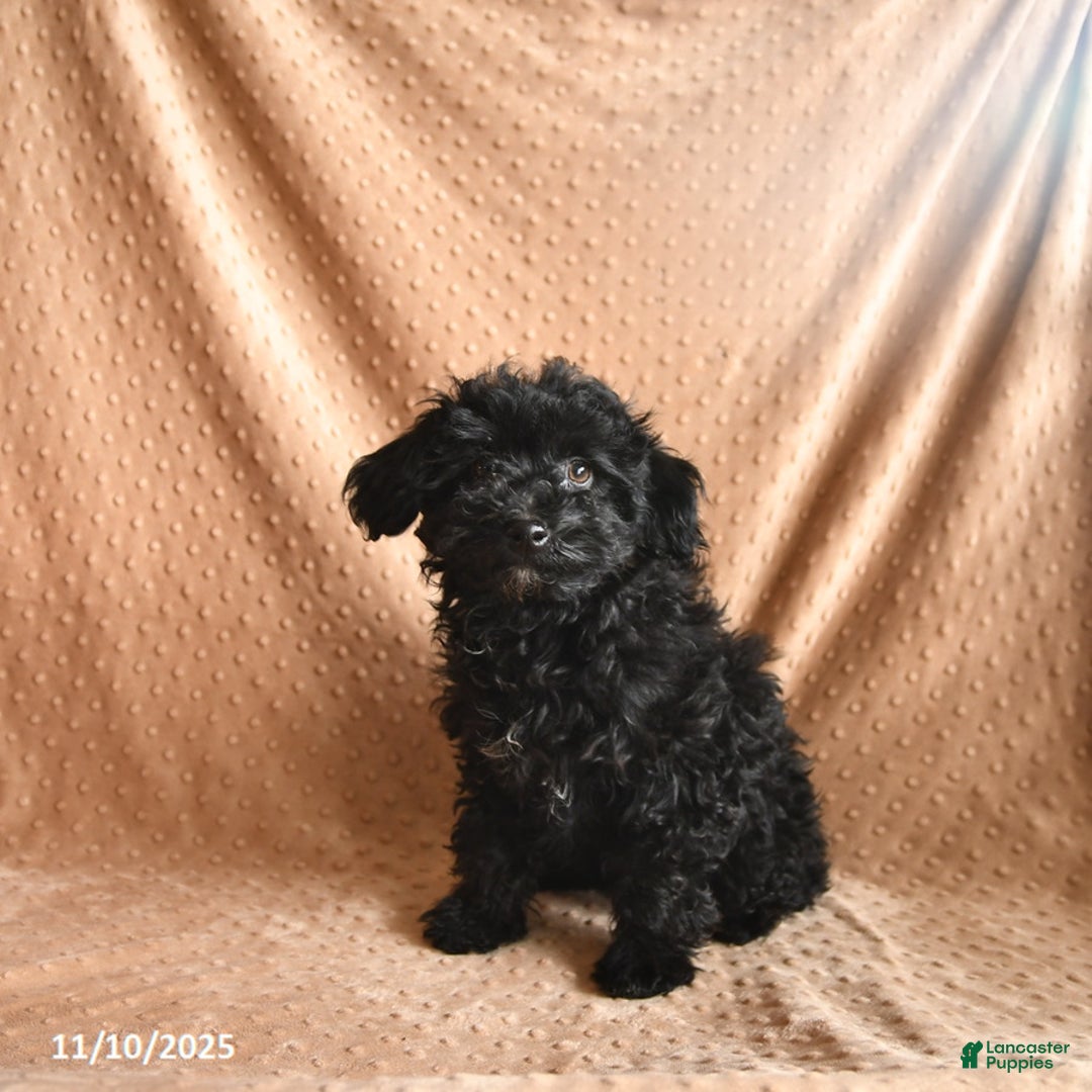 Mini Aussiedoodle dogs for sale: Honey - Ad 3