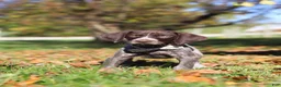 German Shorthaired Pointer dogs for sale: Angela - Ad 10