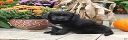 Newfoundland dogs for sale: Rayna - Ad 4