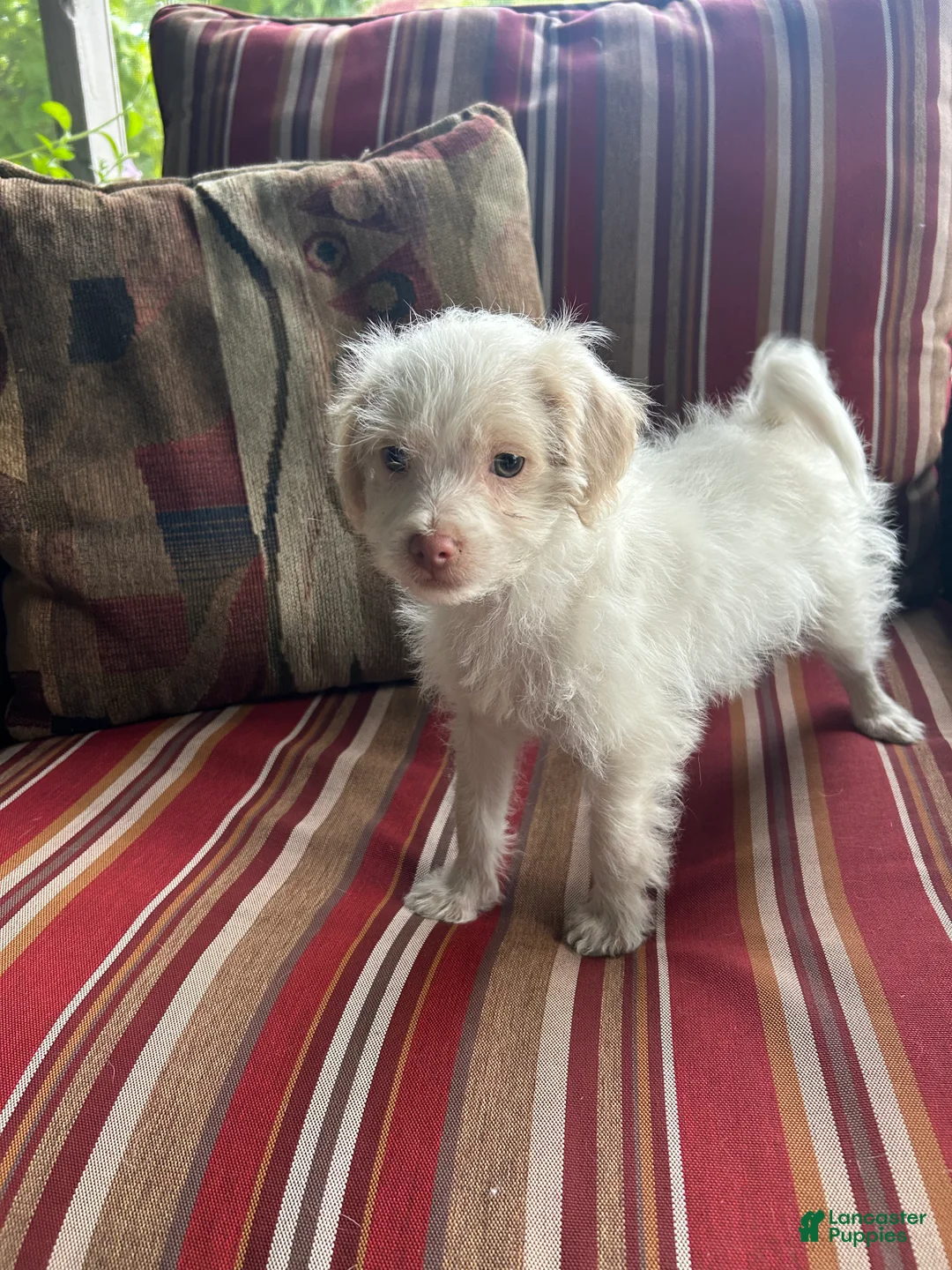 Shihpoo dogs for sale: AJ - Ad 2