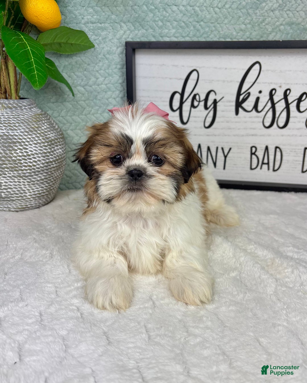 Shih Tzu dogs for sale: Shelby  - Ad 3