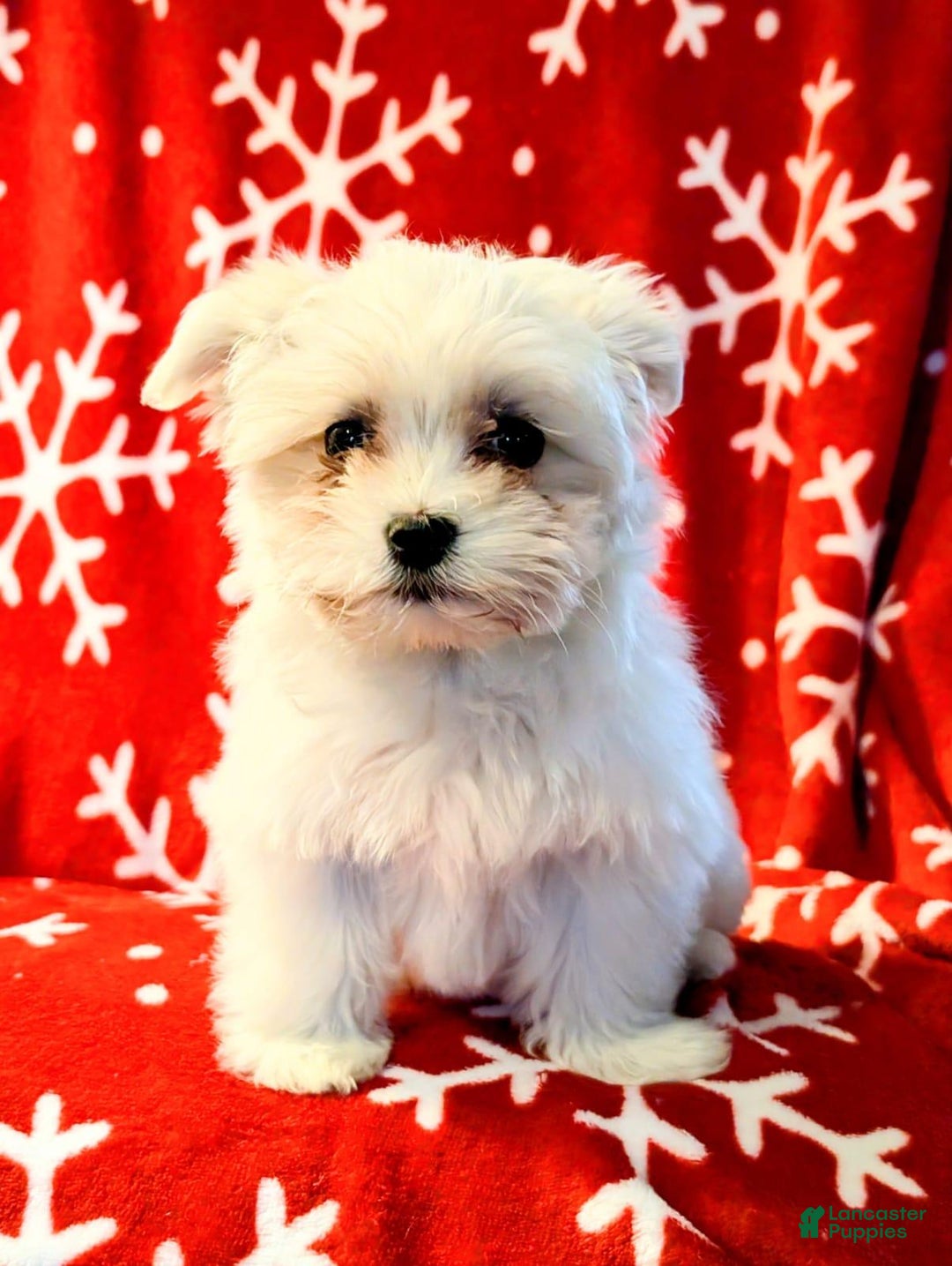 Maltese dogs for sale: Maltese Puppy 1 - Ad 3