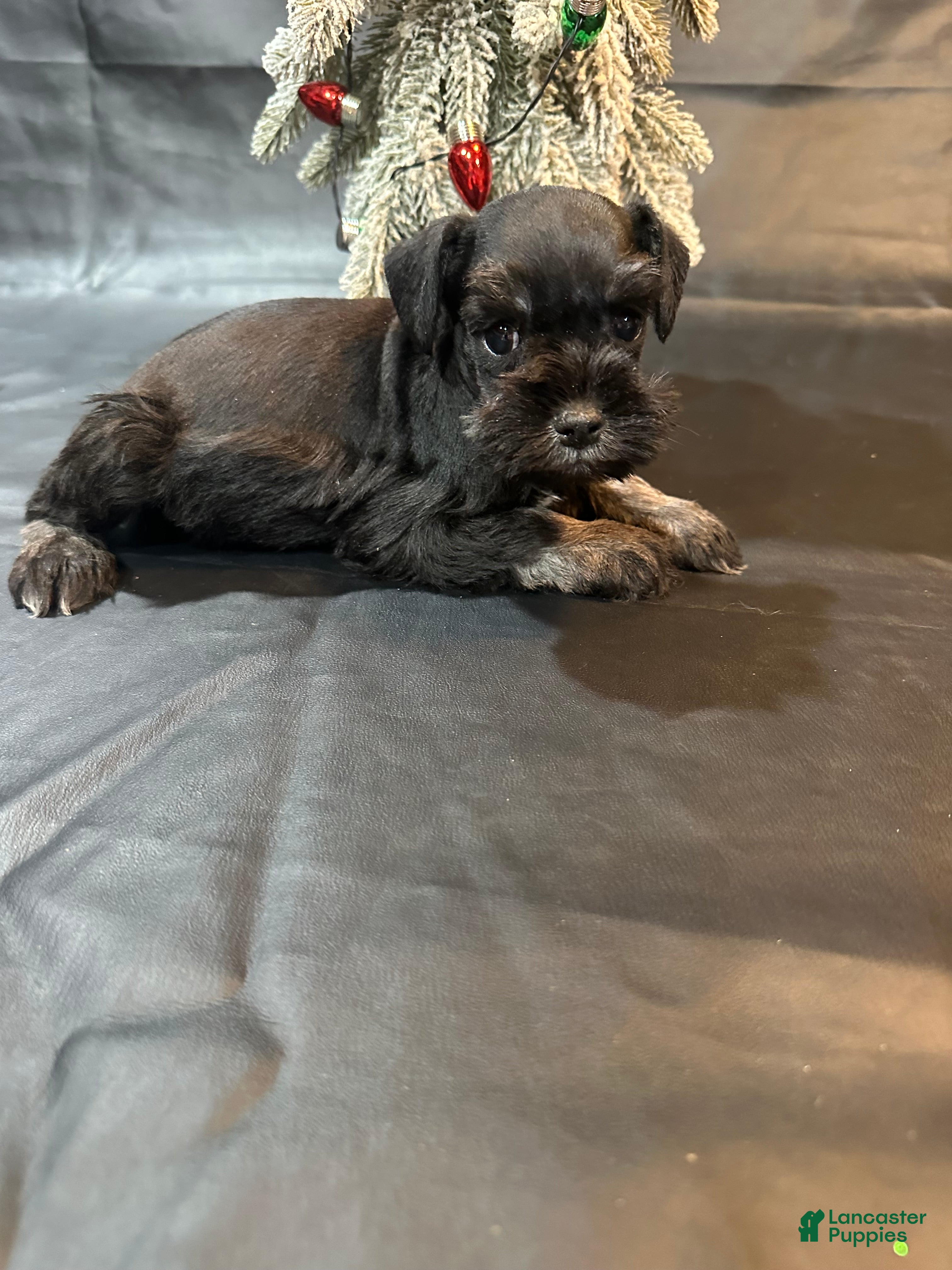 Miniature Schnauzer dogs Dasher  - Ad 9