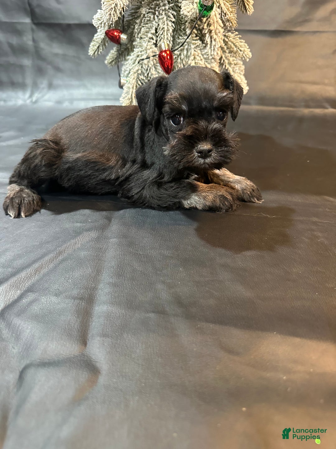 Miniature Schnauzer dogs for sale: Dasher  - Ad 1