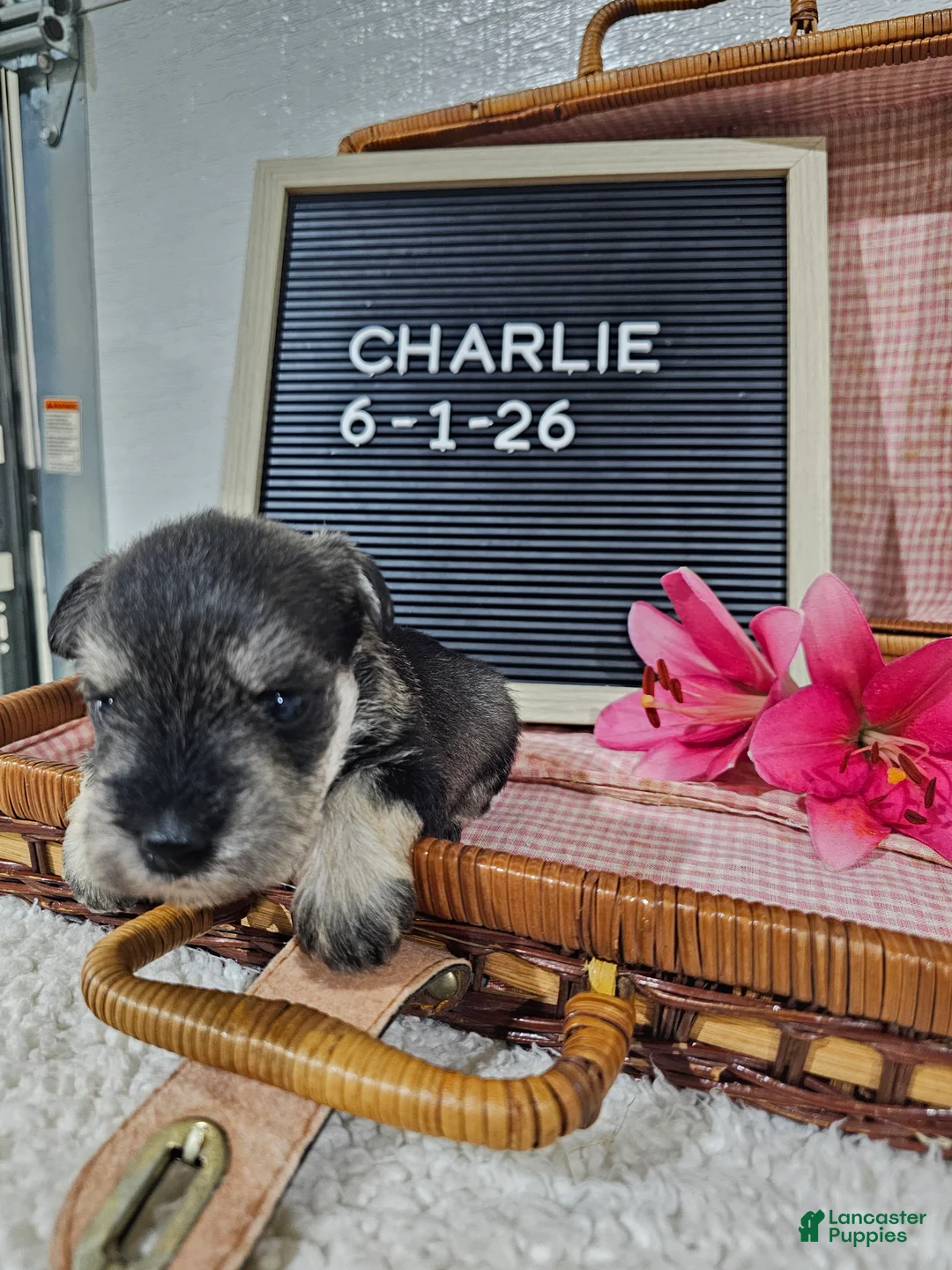 Miniature Schnauzer dogs for sale: Charlie - Ad 15