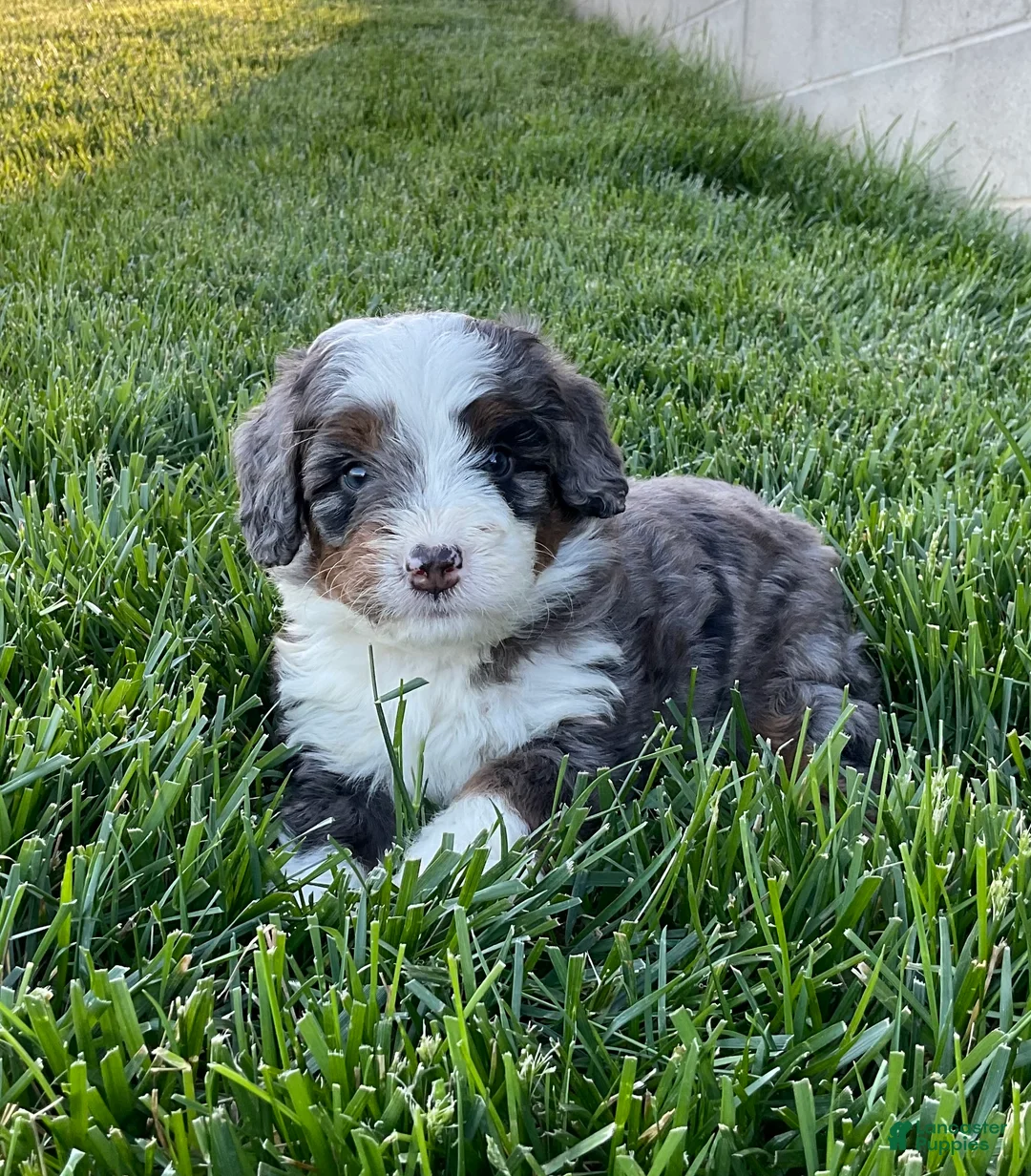 Mini Bernedoodle dogs for sale: Riley - Ad 1