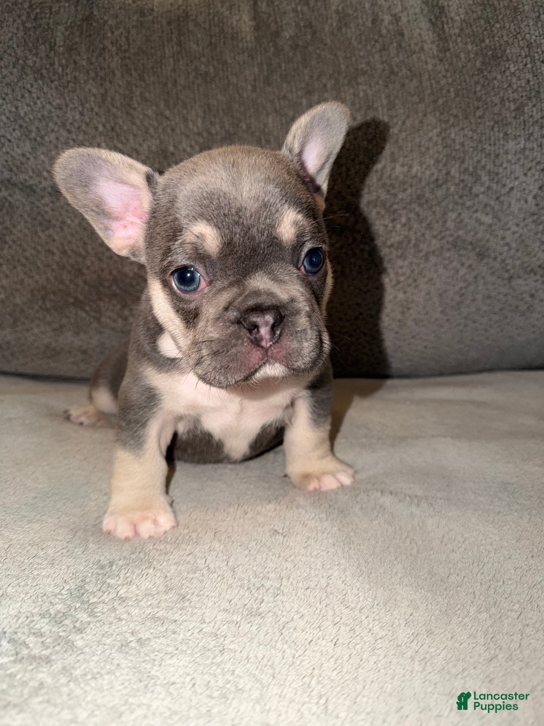 French Bulldog dogs for sale: Tito - Ad 3