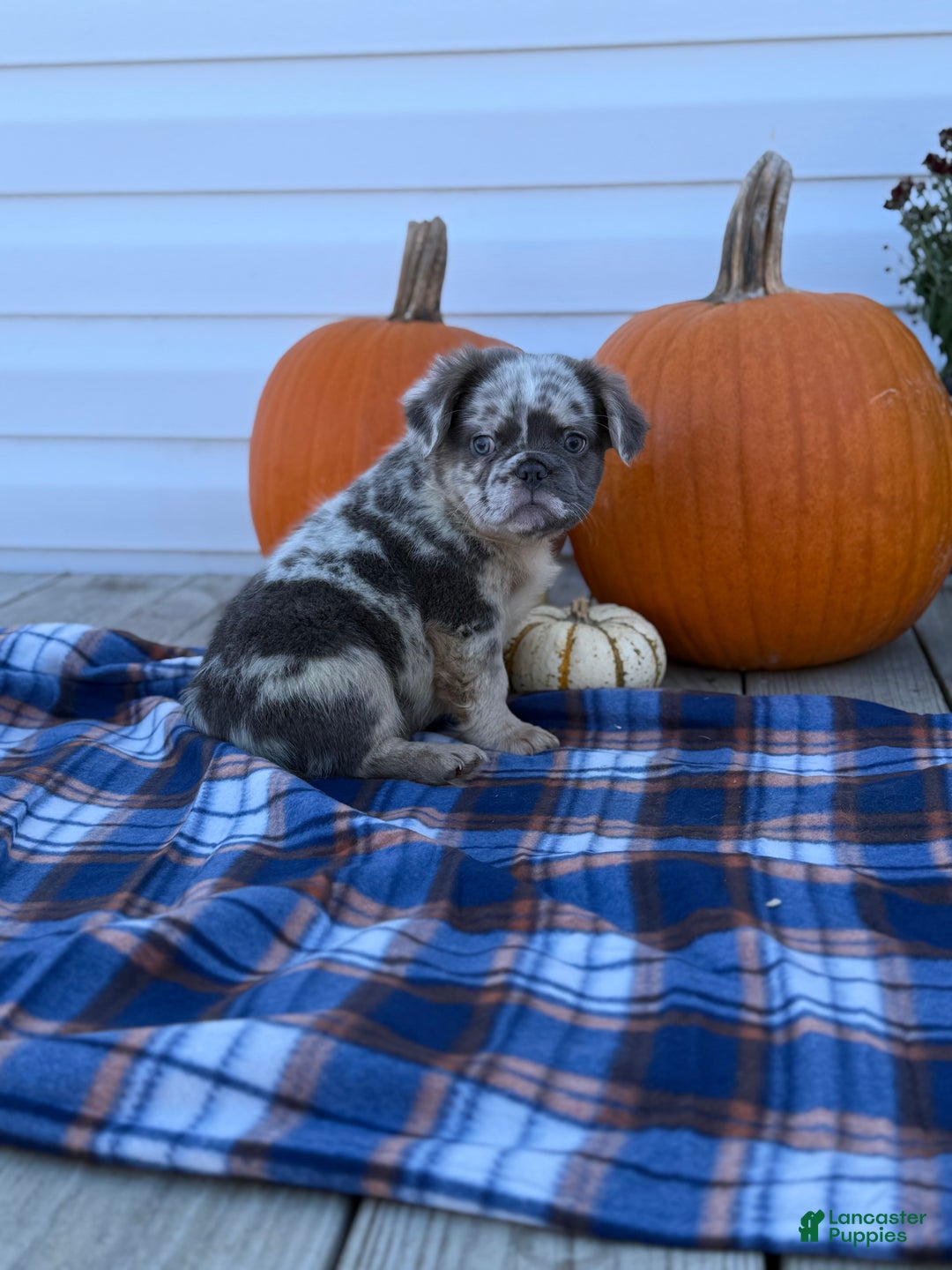 French Bulldog dogs for sale: achilles - Ad 4