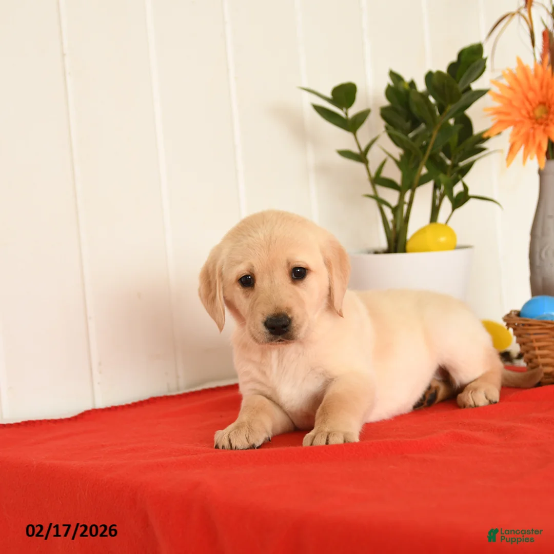 Goldador dogs for sale: Kassie - Ad 3