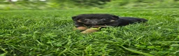 German Shepherd dogs for sale: Roxie - Ad 4