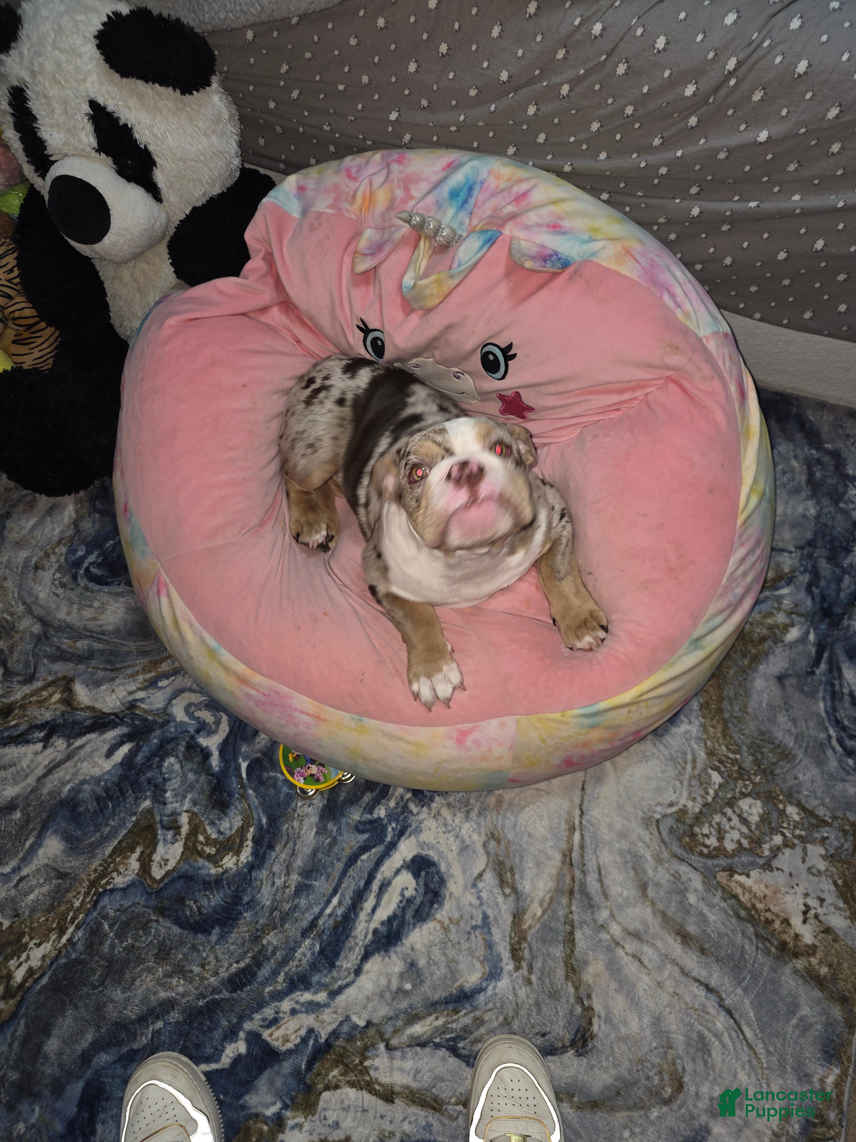 English Bulldog dogs English Bulldog Puppy 1 - Ad 2