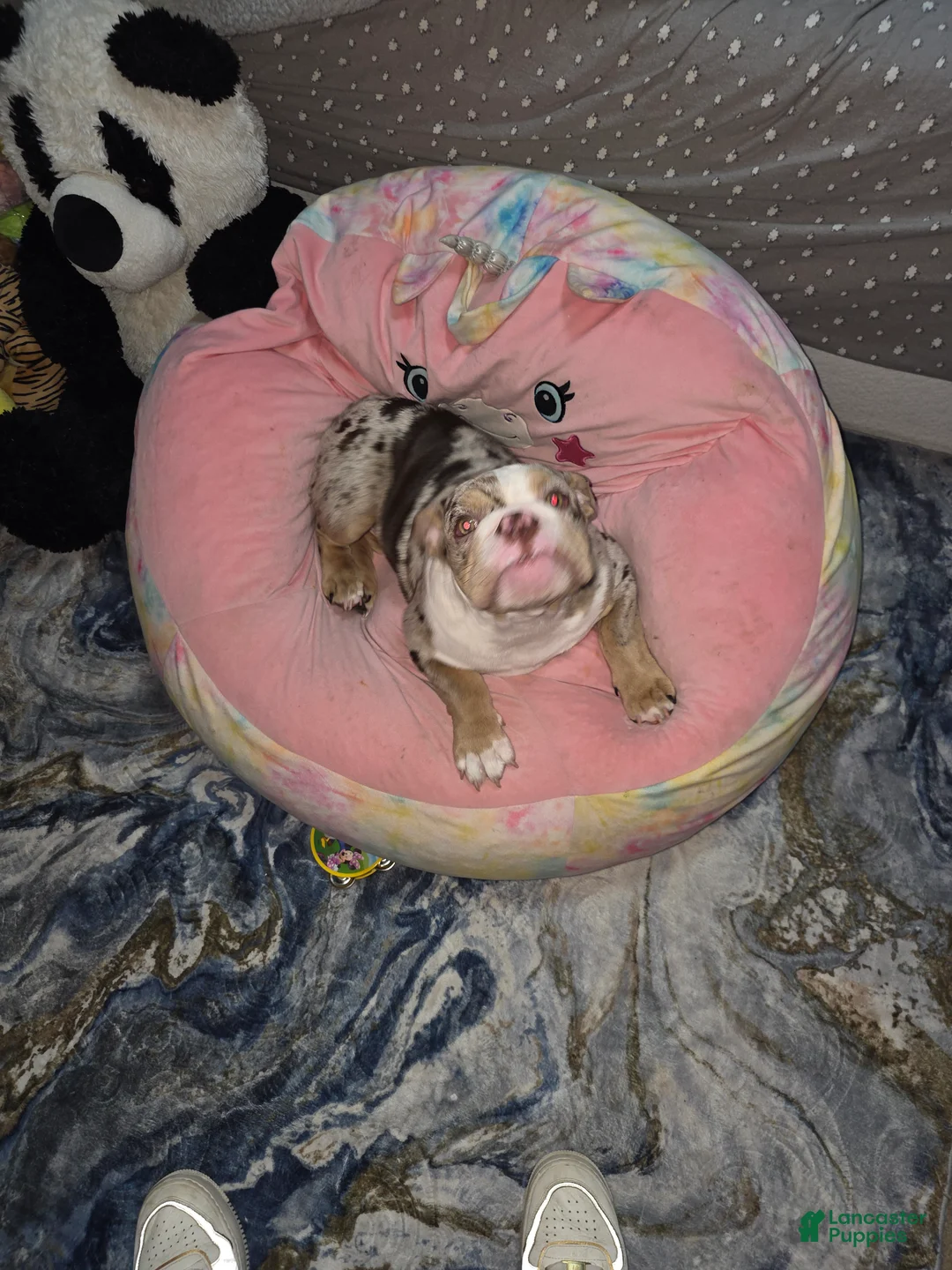 English Bulldog dogs for sale: English Bulldog Puppy 1 - Ad 2